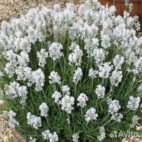 Саженцы белой лаванды