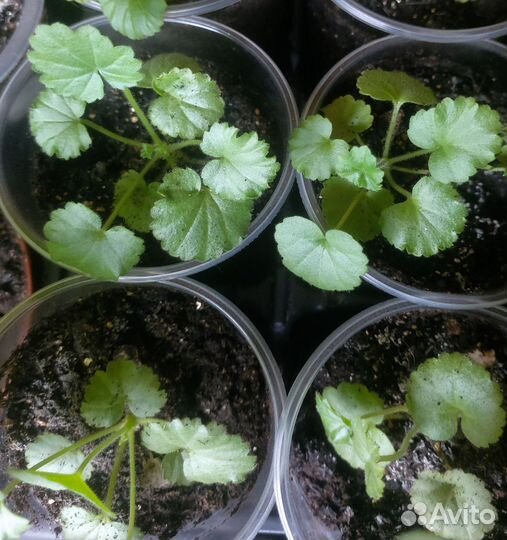 Пеларгония зональная, плющелистная, 