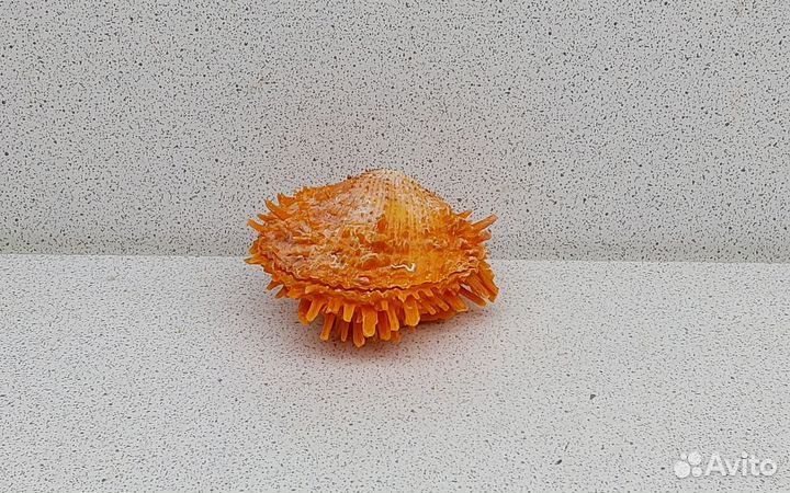 Спондилус Барбатус 5,9 морская ракушка раковина