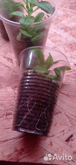 Петуния Фанфара Вайт, вегетативная, черенки