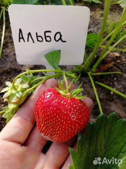 Рассада клубники 9 сортов