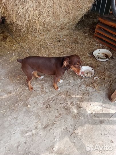 Спаниель девочка 6мес