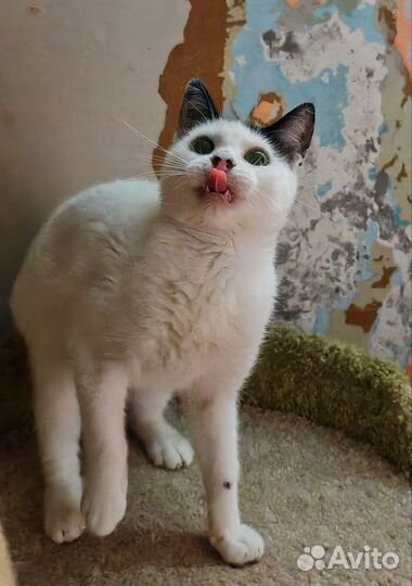 Кошечка с родинками