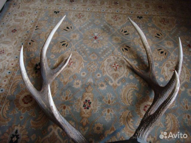 Рога оленя