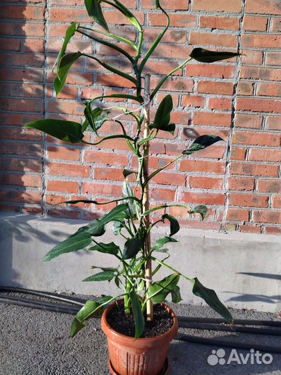 Филодендрон