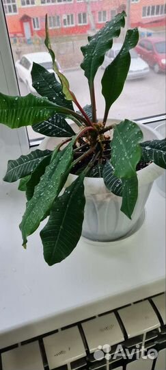 Молочай беложилковый