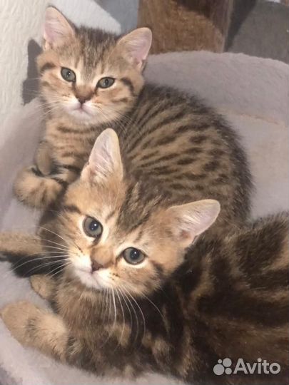 Британская