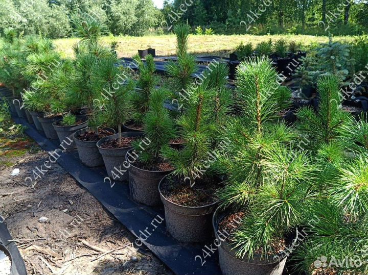Саженцы сибирского кедра