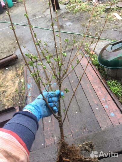 Самшит, бирючен, кизильник