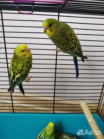 Птенцы волнистого попугая