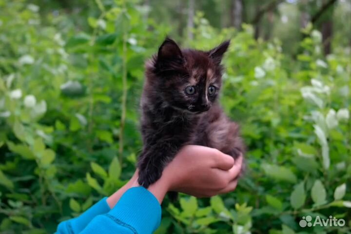 Котёнок Клепка