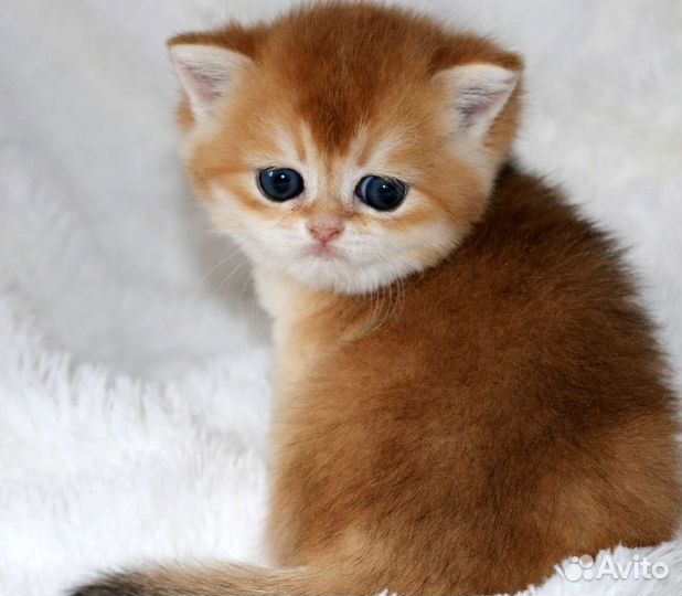 Котята золотые британские шиншиллы