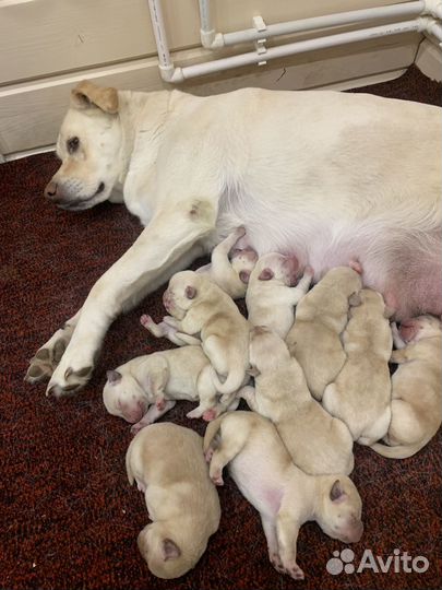 Щенки лабрадора