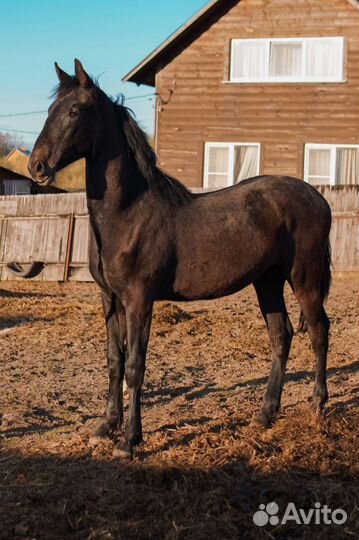 Кобыла Орловская