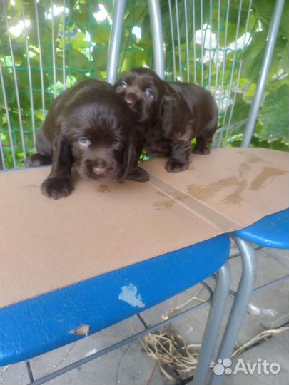 Щенки кокер спаниеля