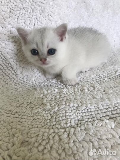 Британская кошка