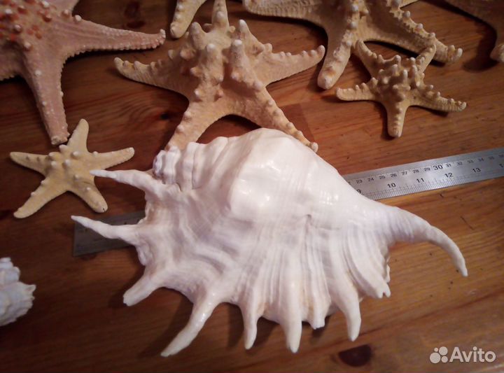 Ракушки и морские раковины