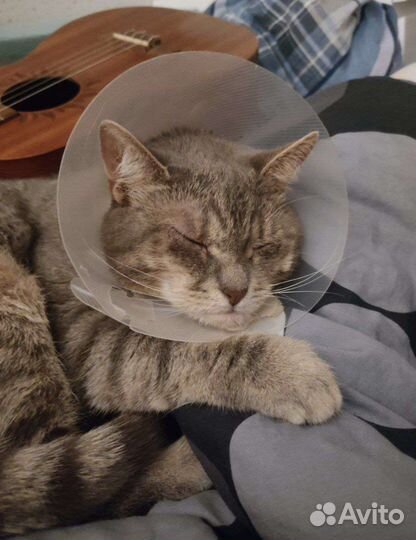 Кошка в добрые руки