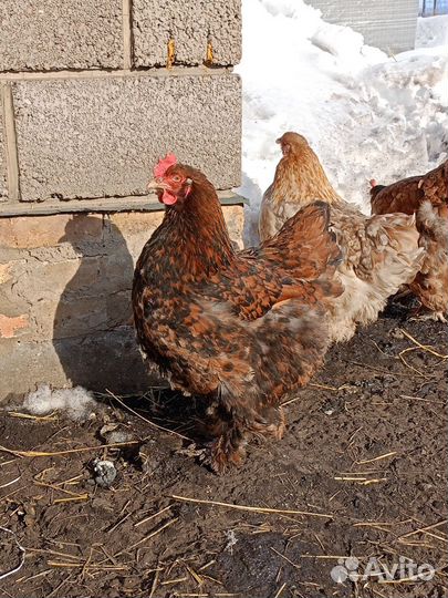 Соберу инкубационные яйца кур породы брама