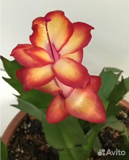 Декабрист зигокактус