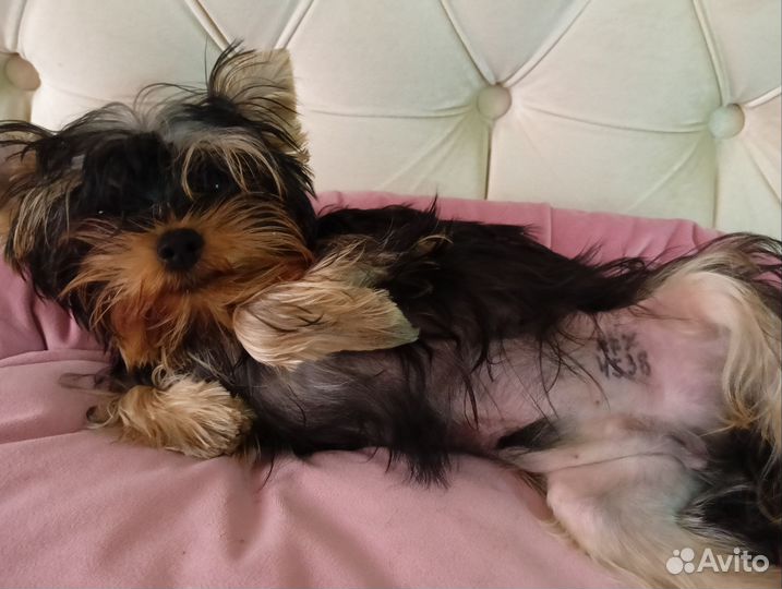 Йоркширский терьер