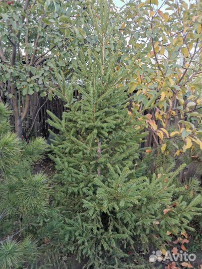 Саженцы елей в Черногорске