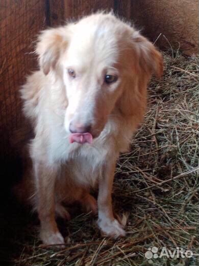 Отдам бесплатно собаку