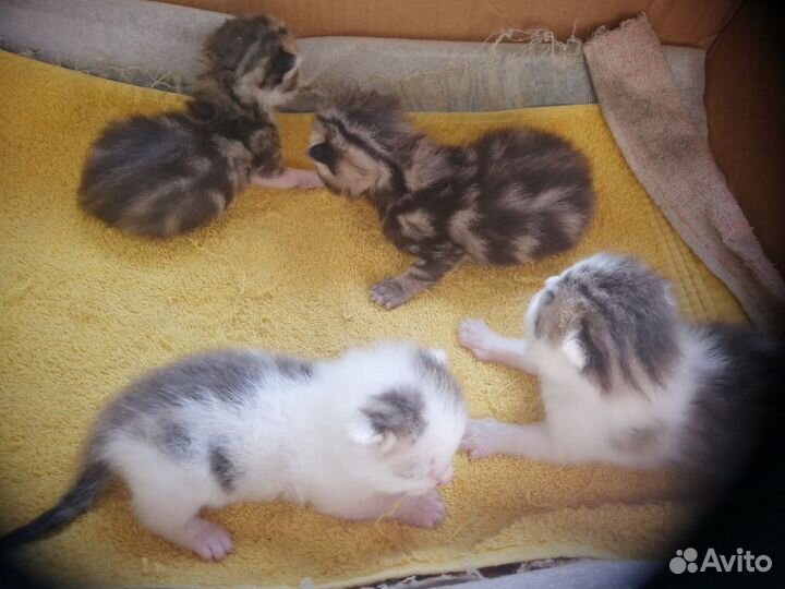 Продам котят английские веслоухие