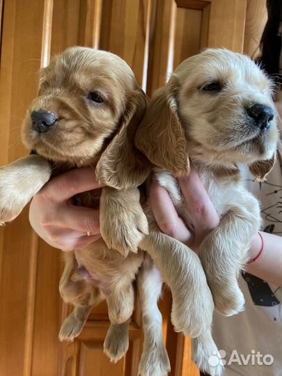 Кокер спаниель