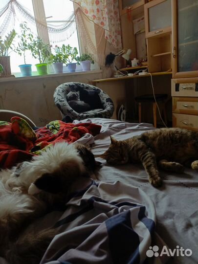 Продам кошачьи усы