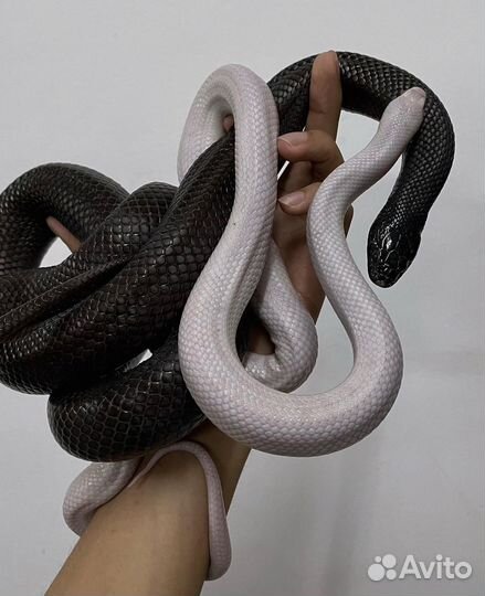 Аренда Змей чёрная, белая животные на фотосессию