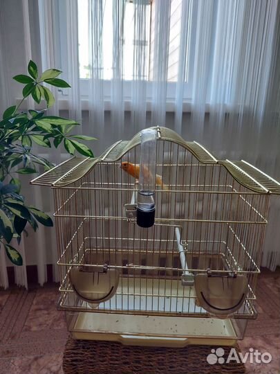 Кенар с клеткой