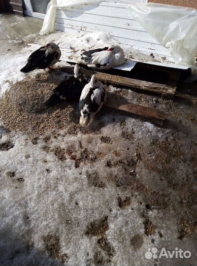 Мускусные утки