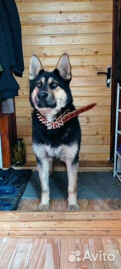 Собака овчарка