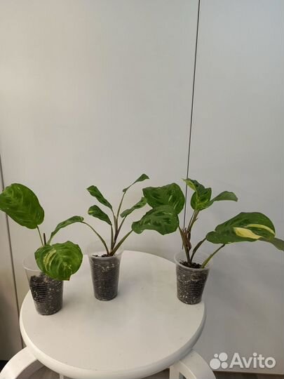 Маранта Лейконеура Бьюти Ким Вариегата