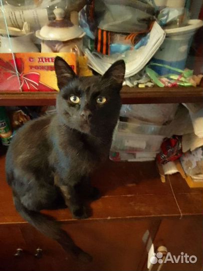 Кошки в добрые руки бесплатно