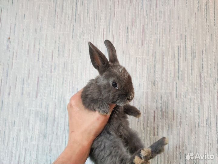 Мини Карликовый кролик - гермелин и др. породы