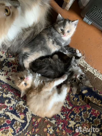 Отдам котят в добрые руки