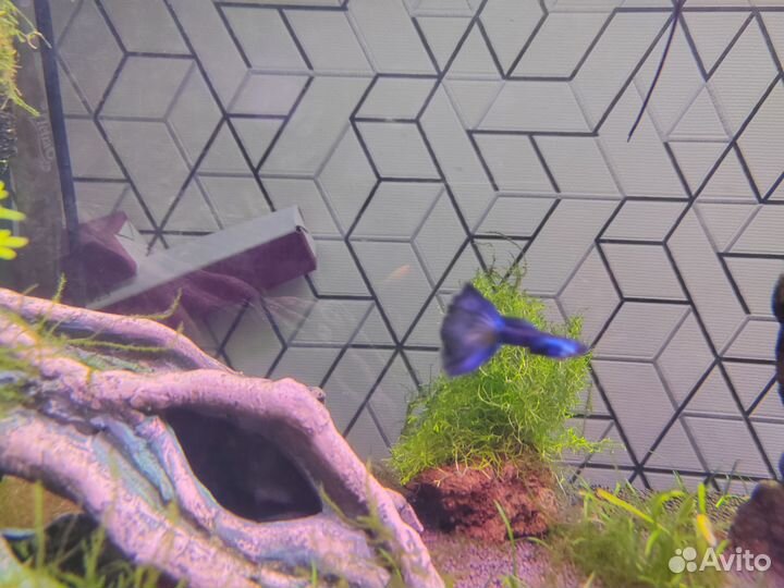 Мальки гуппи Московская Синяя