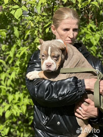 Ам. Булли Девочка трик