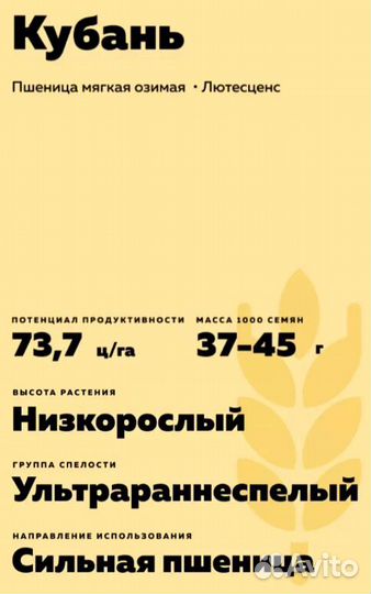 Кубань - лучшее качество озимой пшеницы