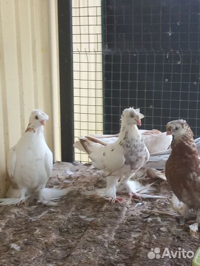 Продажа голубь узбеки