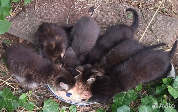 Котята милые ищут дом
