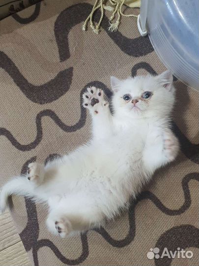 Британский малыш