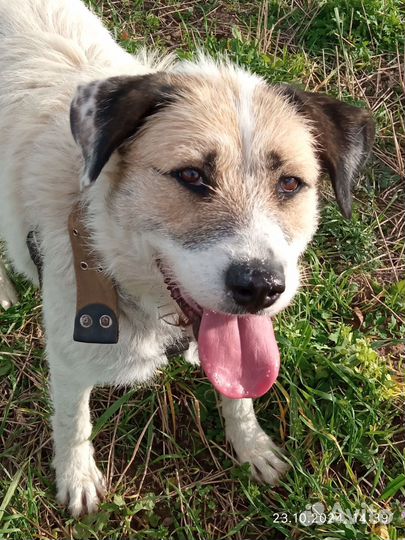 Красавица и умница