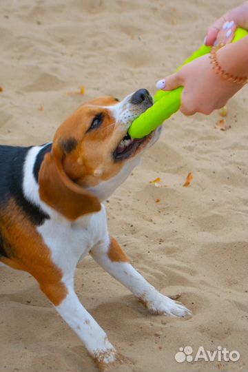 Кольцо для собак