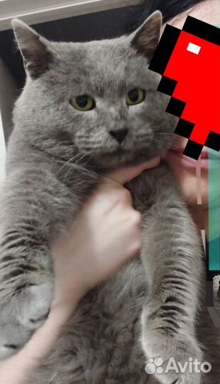 Серый кот