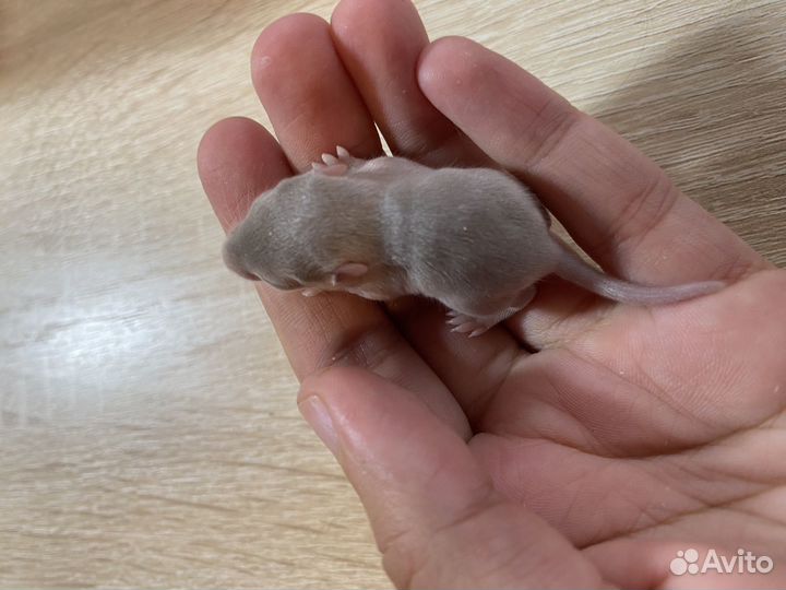 Монгольская песчанка