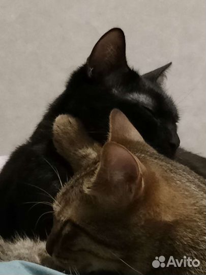 Два потрясающих кота