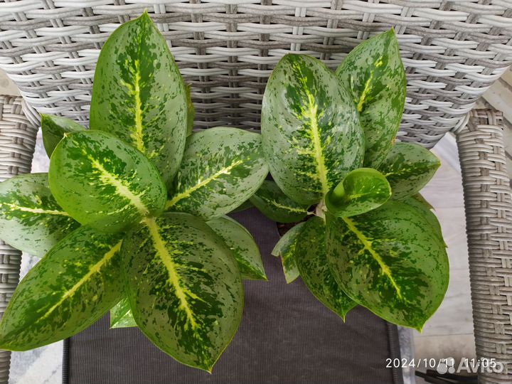 Аглаонема лимон минт